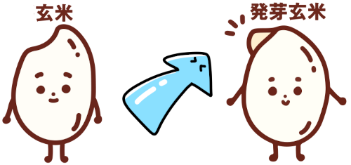 玄米と発芽玄米の違い