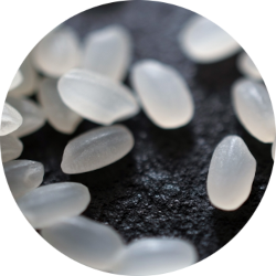 うるち米の見た目